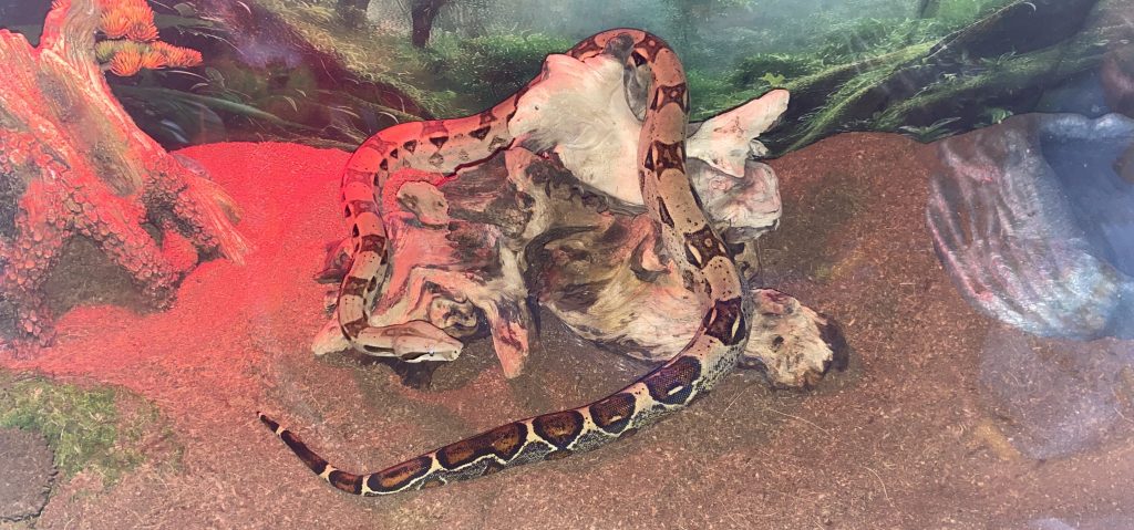 The Snake in the Kitchen